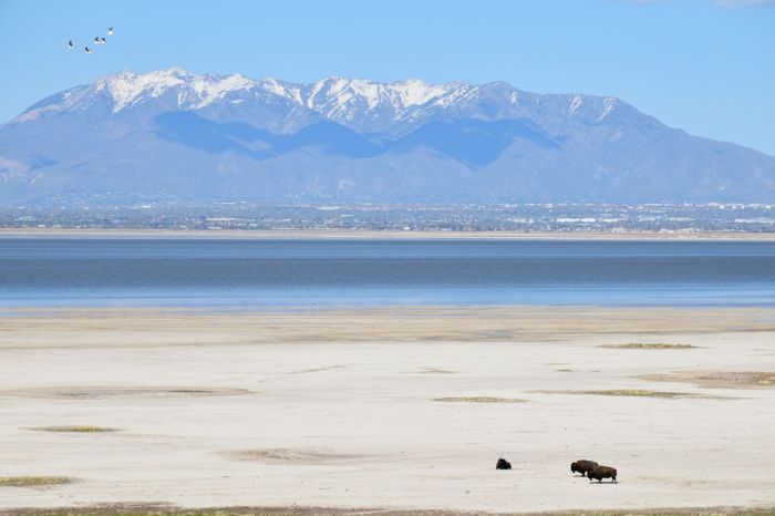 Antelope utah